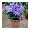 40cm Hydrangea macrophylla 'Teller Blue' | 5L Pot -June Plants Sales Store PL925664 main image d89d
