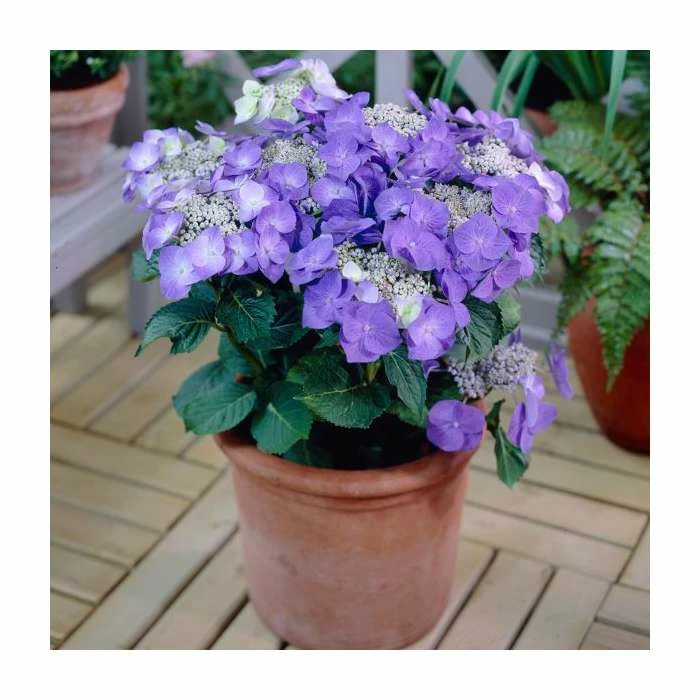 40cm Hydrangea macrophylla 'Teller Blue' | 5L Pot 3 40cm Hydrangea macrophylla 'Teller Blue' | 5L Pot