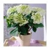 40cm Hydrangea macrophylla 'Teller White' | 5L Pot -June Plants Sales Store PL925666 main image 64e7