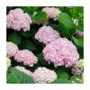 40cm Hydrangea Forever & Ever 'White/Pink' | 5L Pot 1 40cm Hydrangea Forever & Ever 'White/Pink' | 5L Pot -June Plants Sales Store PL925667 main image 5ca3