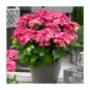 Hydrangea Forever & Ever | White and Red Mix | 5L Pot 2 Hydrangea Forever & Ever | White and Red Mix | 5L Pot -June Plants Sales Store PL925668 main image aa25