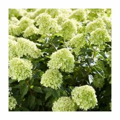 Hydrangea Forever & Ever 'Lime Green' | 5L Pot -June Plants Sales Store PL925669 add image 1 18e3