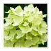 Hydrangea Forever & Ever 'Lime Green' | 5L Pot -June Plants Sales Store PL925669 main image ec7f