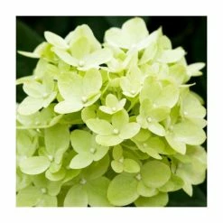 Hydrangea Forever & Ever 'Lime Green' | 5L Pot