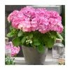Hydrangea Forever & Ever 'Pink' | 5L Pot 2 Hydrangea Forever & Ever 'Pink' | 5L Pot -June Plants Sales Store PL925671 main image 0b63