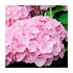 Hydrangea Forever & Ever 'Pink' | 5L Pot -June Plants Sales Store PL925671 rollover image 3543