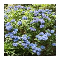 40cm Hydrangea Forever & Ever 'Dark Blue' | 5L Pot