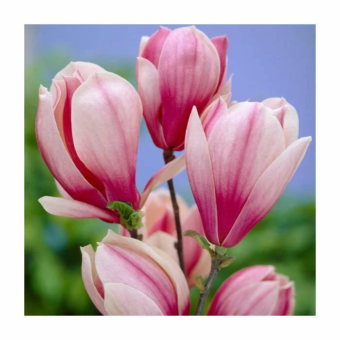 Magnolia 'Red Lucky' | 7L Pot | 100-120cm Half Standard 3 Magnolia 'Red Lucky' | 7L Pot | 100-120cm Half Standard