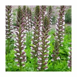 Acanthus hungaricus 'White Lips' | 3L Pot