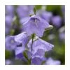 Campanula persicifolia 'Blue' | 2L Pot 2 Campanula persicifolia 'Blue' | 2L Pot -June Plants Sales Store PL925706 main image 7705