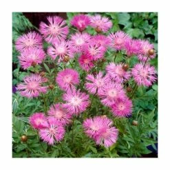 Perennial Cornflower | Centaurea dealbata | 2L Pot