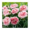 Dianthus Scented 'Coral Reef' | 2L Pot 2 Dianthus Scented 'Coral Reef' | 2L Pot -June Plants Sales Store PL925711 main image 6949
