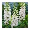 Digitalis purpurea 'Alba' | 2L Pot 2 Digitalis purpurea 'Alba' | 2L Pot -June Plants Sales Store PL925715 main image b6c5