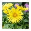 Doronicum 'Little Leo' | 13cm Pot -June Plants Sales Store PL925727 main image b8f0