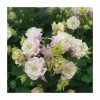 Granny's Bonnet | Aquilegia 'Winky Rose' | 10.5cm Pot -June Plants Sales Store PL925728 main image a854