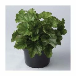 Heuchera 'Dales Strain' | 10.5cm Pot