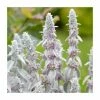 Lamb's Ear | Stachys byzantina | 10.5cm Pot 2 Lamb's Ear | Stachys byzantina | 10.5cm Pot -June Plants Sales Store PL925743 main image b0c4
