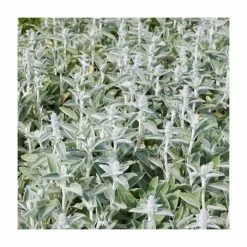 Lamb's Ear | Stachys byzantina | 10.5cm Pot 5 Lamb's Ear | Stachys byzantina | 10.5cm Pot -June Plants Sales Store PL925743 rollover image 77f7