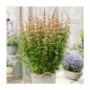 Agastache 'Mango Tango' | 3L Pot -June Plants Sales Store PL925744 main image 82da