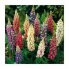 Lupin Mix | 3 x Lupin Plants | 10.5cm Pots -June Plants Sales Store PL925745X3 main image 7021