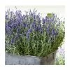English Lavender | Lavender angustifolia 'Ardeche Blue' | 10.5cm Pot -June Plants Sales Store PL925758 main image 5c1f