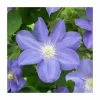 50-90cm Clematis 'Beauty Of Worcester' | 3L Pot 2 50-90cm Clematis 'Beauty Of Worcester' | 3L Pot -June Plants Sales Store PL9276 main image 113a