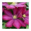 50-90cm Clematis 'Bourbon' | 3L Pot 1 50-90cm Clematis 'Bourbon' | 3L Pot -June Plants Sales Store PL9277 main image f4b0