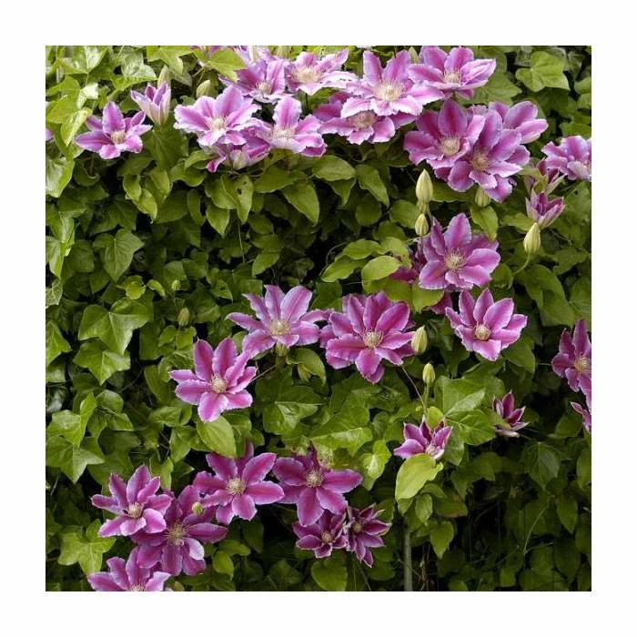 50-90cm Clematis 'Dr Ruppel' | 3L Pot 3 50-90cm Clematis 'Dr Ruppel' | 3L Pot