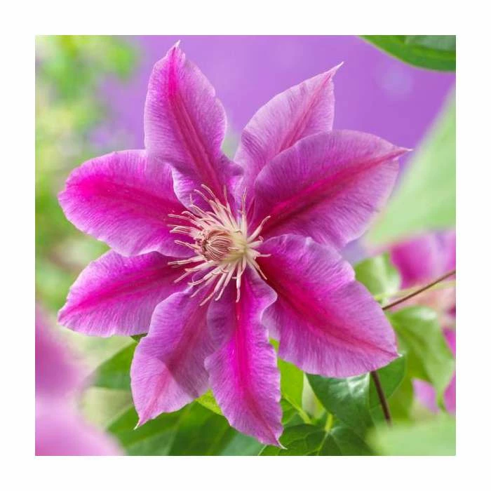 50-90cm Clematis 'Dr Ruppel' | 3L Pot 4 50-90cm Clematis 'Dr Ruppel' | 3L Pot - Image 2