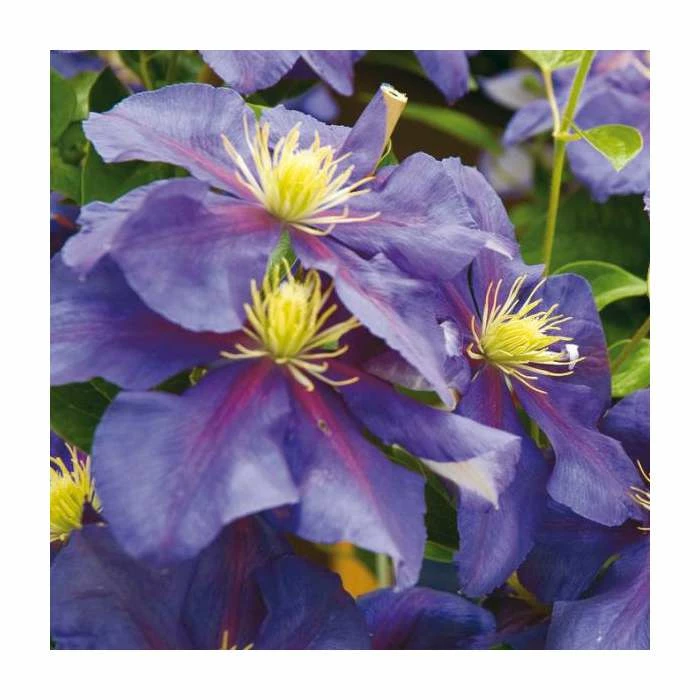 50-90cm Clematis 'General Sikorski' | 3L Pot 5 50-90cm Clematis 'General Sikorski' | 3L Pot - Image 3