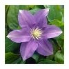 50-90cm Clematis 'General Sikorski' | 3L Pot 2 50-90cm Clematis 'General Sikorski' | 3L Pot -June Plants Sales Store PL9282 main image 3e94