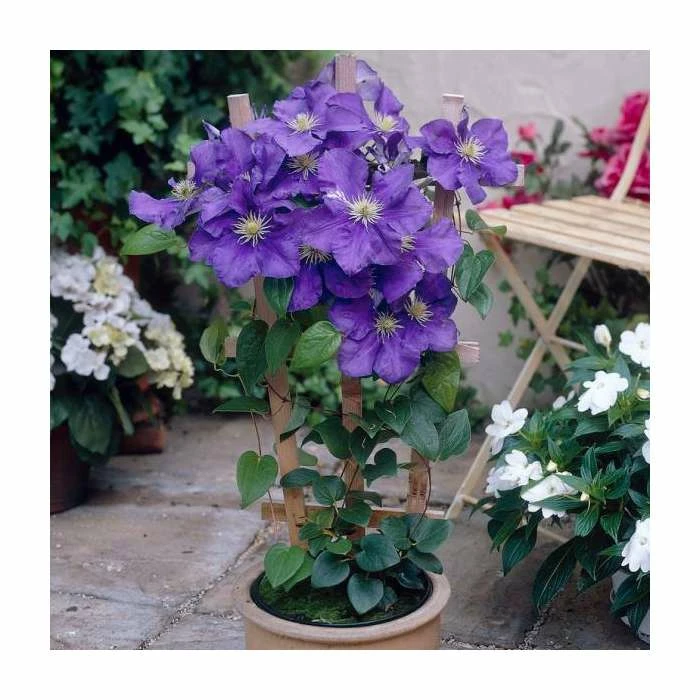 50-90cm Clematis 'General Sikorski' | 3L Pot 4 50-90cm Clematis 'General Sikorski' | 3L Pot - Image 2