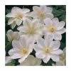 50-90cm Clematis 'Guernsey Cream' | 3L Pot 2 50-90cm Clematis 'Guernsey Cream' | 3L Pot -June Plants Sales Store PL9283 main image b974
