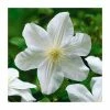 50-90cm Clematis 'Marie Boisselot' | 3L Pot -June Plants Sales Store PL9285 main image 6cec