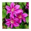 50-90cm Clematis 'Mrs N Thompson' | 3L Pot 1 50-90cm Clematis 'Mrs N Thompson' | 3L Pot -June Plants Sales Store PL9287 main image c23c
