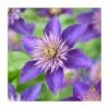 50-90cm Clematis 'Multi Blue' | 3L Pot -June Plants Sales Store PL9288 main image 0138
