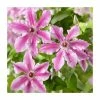 50-90cm Clematis 'Ooh La La' | 3L Pot 2 50-90cm Clematis 'Ooh La La' | 3L Pot -June Plants Sales Store PL9289 main image 59bb