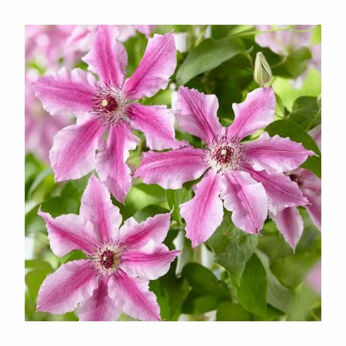 50-90cm Clematis 'Ooh La La' | 3L Pot 3 50-90cm Clematis 'Ooh La La' | 3L Pot
