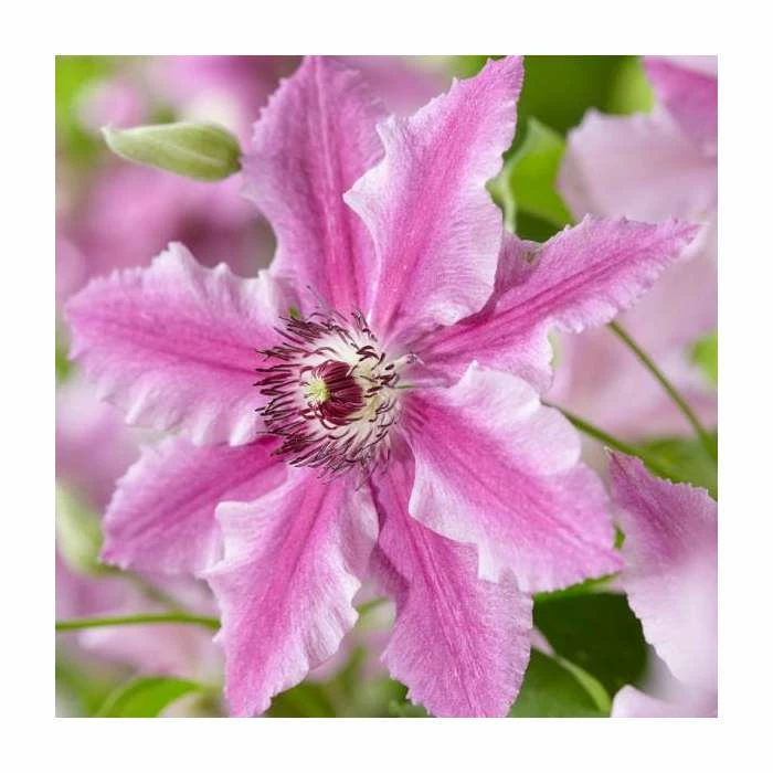 50-90cm Clematis 'Ooh La La' | 3L Pot 4 50-90cm Clematis 'Ooh La La' | 3L Pot - Image 2