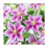 50-90cm Clematis 'Piilu' | 3L Pot -June Plants Sales Store PL9290 main image 8218