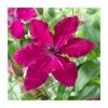50-90cm Clematis 'Ruby Wedding' | 3L Pot -June Plants Sales Store PL9293 main image 5a72