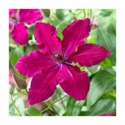 50-90cm Clematis 'Ruby Wedding' | 3L Pot