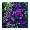 50-90cm Clematis 'The President' | 3L Pot 2 50-90cm Clematis 'The President' | 3L Pot -June Plants Sales Store PL9294 main image 467c