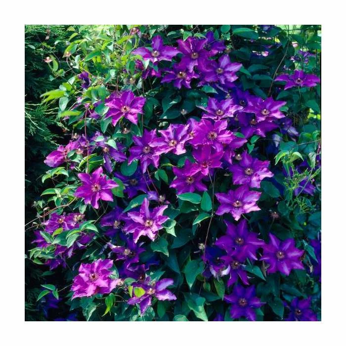 50-90cm Clematis 'The President' | 3L Pot 3 50-90cm Clematis 'The President' | 3L Pot