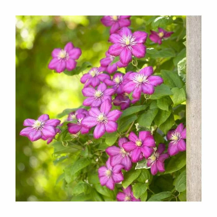 50-90cm Clematis 'Ville De Lyon' | 3L Pot 3 50-90cm Clematis 'Ville De Lyon' | 3L Pot