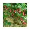 50-90cm Trailing Abutilon | Abutilon Megapotamicum | 3L Pot -June Plants Sales Store PL9298 main image 90b5