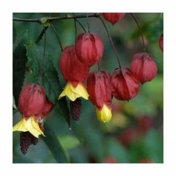 50-90cm Trailing Abutilon | Abutilon Megapotamicum | 3L Pot -June Plants Sales Store PL9298 rollover image 0adb