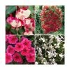 30 x Jumbo Plugs | Hanging Basket Plant Collection | Hand-Picked By Experts -June Plants Sales Store PL930000 main image db02