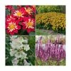 30 x Jumbo Plugs | Perennial Bedding Plants Collection | Hand-Picked By Experts -June Plants Sales Store PL930003 main image 9d12