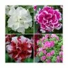 30 x Jumbo Plugs | Petunia Tumbelina Collection | Hand-Picked By Experts -June Plants Sales Store PL930010 main image dc54